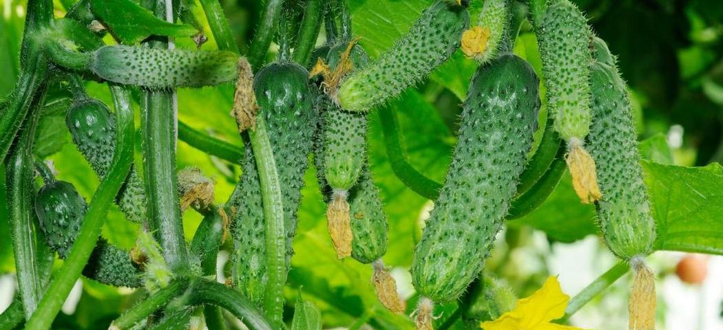 Переваги купівлі насіння самозапильних огірків